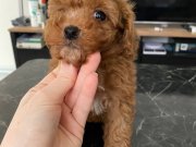 Kendi Köpeğimden Red Brown toy poodle yavru (erkek)