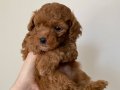 Kahverengi ve apricot poodle yavrular (anne baba 4 kg)