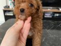 Kendi Köpeğimden Red Brown toy poodle yavru (erkek)