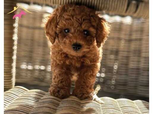 Ev aile ortamından toy poodle 