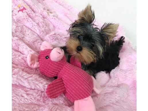 Uyguna eğitimli büyümeyen süs köpeği