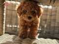 Ev aile ortamından toy poodle 