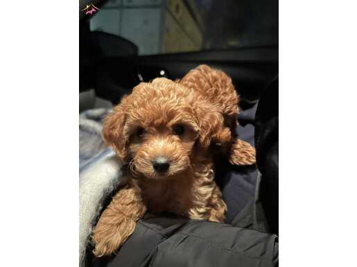 Toy poodle güzel elimizde 2 erkek 1 dişi bebeklerimiz var 