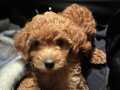 Toy poodle güzel elimizde 2 erkek 1 dişi bebeklerimiz var 