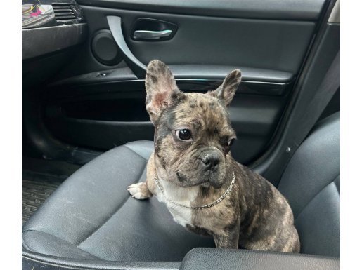 3.5 aylık French dişi akıllı eğitime açık 