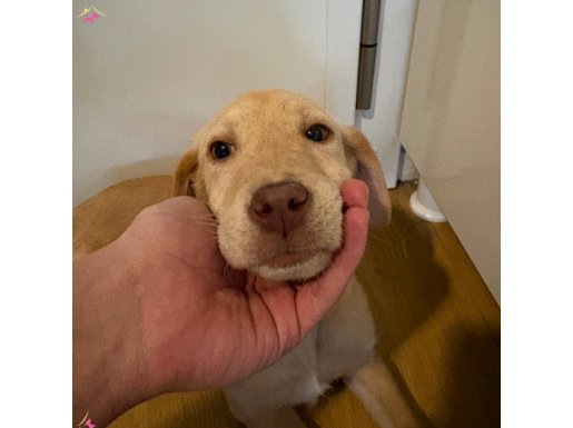 Labrador 4 Aylık Erkek