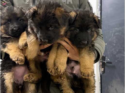 Alman Kurdu Safkan Yavruları