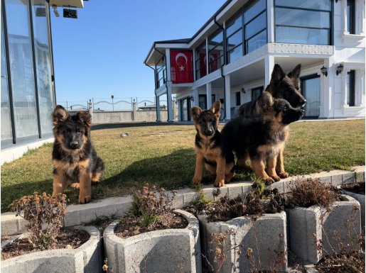 Scrli Anne Babanın Safkan Alman Kurdu Yavruları