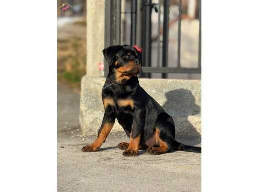 Secereli dişi Rottweiler yavrumuz