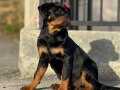 Secereli dişi Rottweiler yavrumuz
