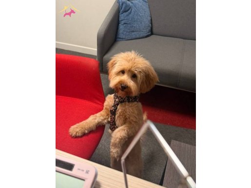 Toy poodle acil sahiplendirme