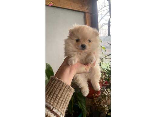 Pomerian yavrular dişi ve erkek