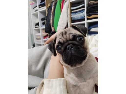 Erkek pug 5 aylık çipli 