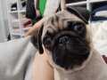 Erkek pug 5 aylık çipli 