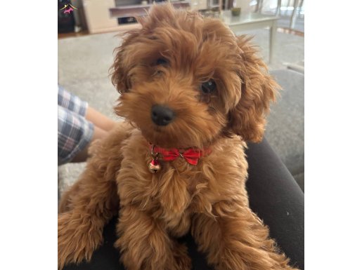 4,5 aylık dişi Toy Poodle
