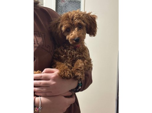 Ev Terbiyeli Kızıl Toy Poodle Cookie