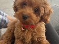 4,5 aylık dişi Toy Poodle