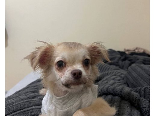 4 aylık şivava yavru