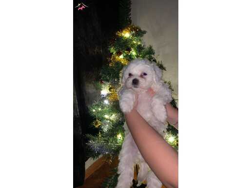 Bebek suratlı maltese Tam 2 aylıklar