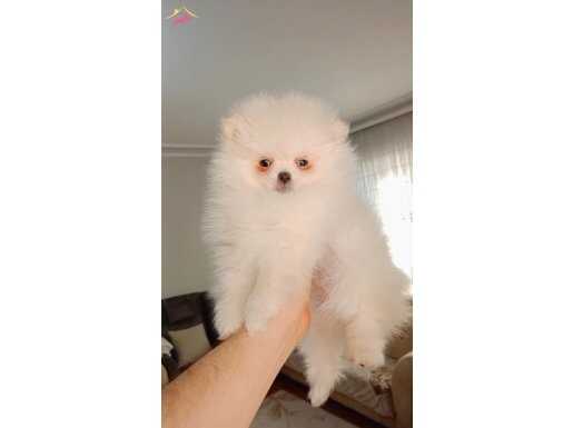 Sağlık garantili 2 aylık pomerian yavrusu