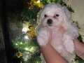Bebek suratlı maltese Tam 2 aylıklar