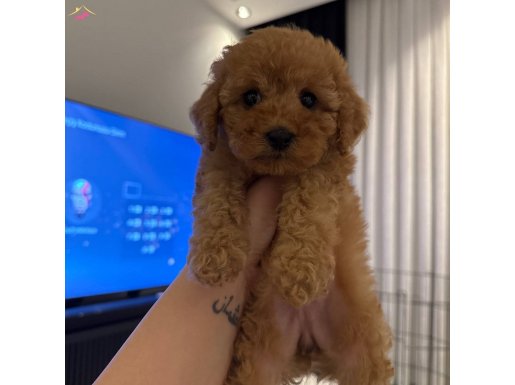 ACİLLL YUVA ARIYORUM