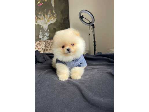 Tatlılar Abidesi Pomerián Boo