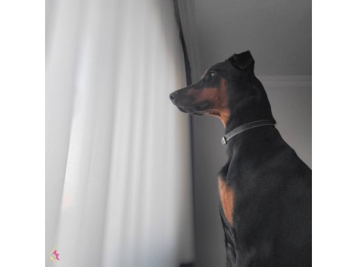  Uysal ve üstün zekalı Doberman