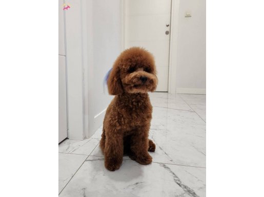 7 Aylık Toy Poodle 