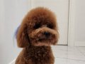 7 Aylık Toy Poodle 