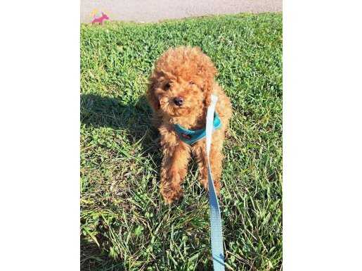 Lucy'e ev arıyoruz.