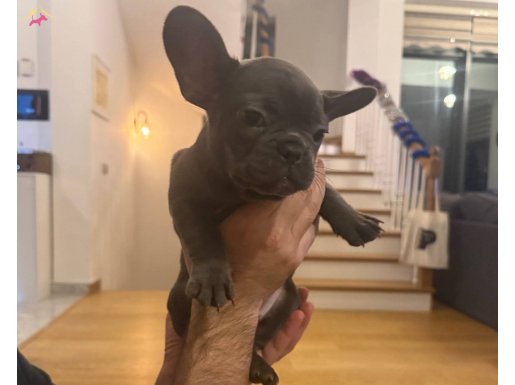 Isabel blue dişi yavru 2 aylık