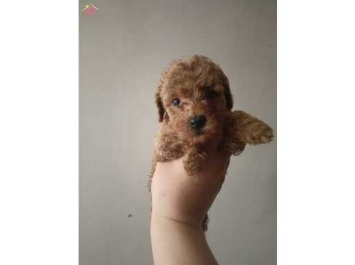 Adana toy poodle 