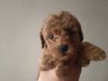 Adana toy poodle 