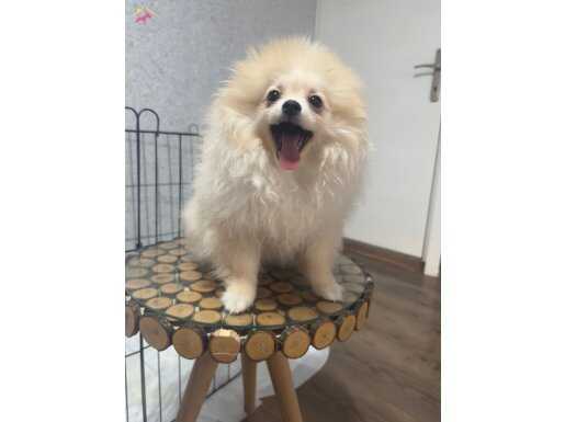 4.5 aylık kalite pomerian