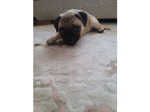 3 aylik erkek pug çipli aşılı 