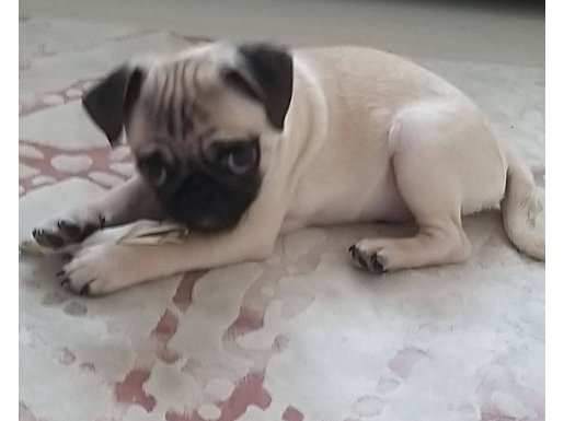 3 aylik asili ciplı pug