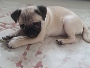3 aylik asili ciplı pug