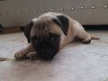 3 aylik erkek pug çipli aşılı 