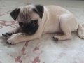 3 aylik asili ciplı pug