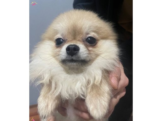 Minik yavrularımız yeni yuvalarını arıyorlar