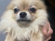 Minik yavrularımız yeni yuvalarını arıyorlar