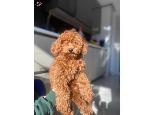 4 aylık küçük bebeğimiz