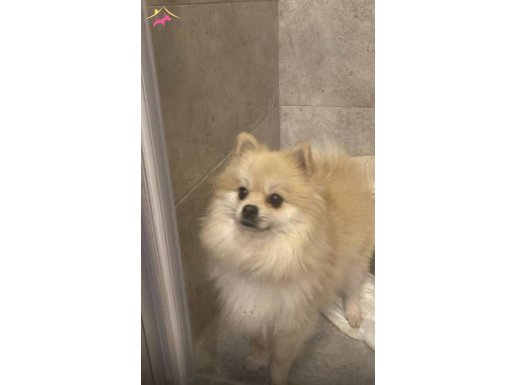 TEMİZ BÜTÜN MAZEMELERİZLE VERİLİCEK