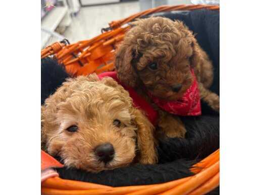 Safkan Toypoodle Yavrular & Microçipli ve Aşıları Tam 