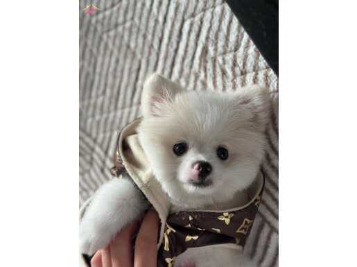 7 Aylık Pomeranian