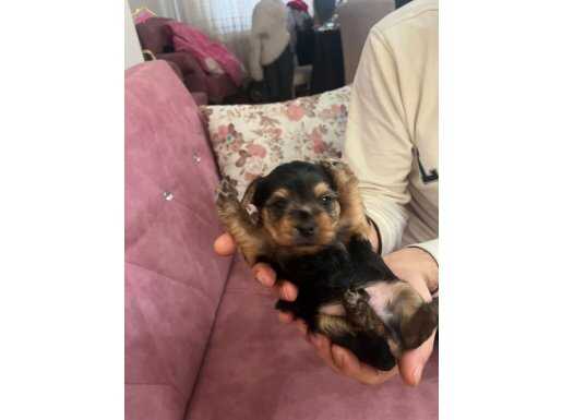 Çok sevimli yorkahire dostlarımız