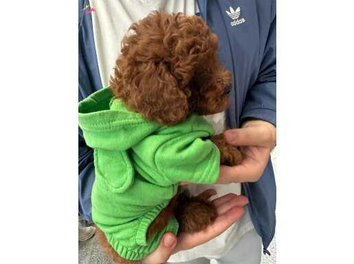 2 aylık erkek eşyalarıyla verilecek