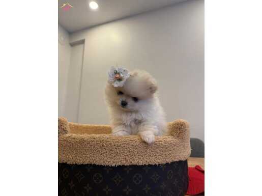 pomerian yavrularımız sizi bekliyor