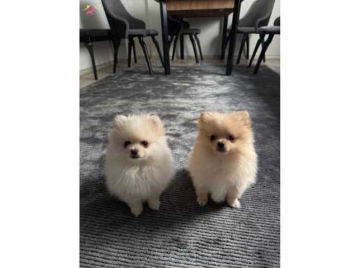 sevimli yavrularımız